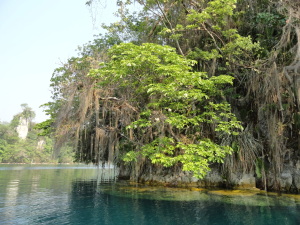 DSC01709_laguna_miramar_vegetation_from_canoe